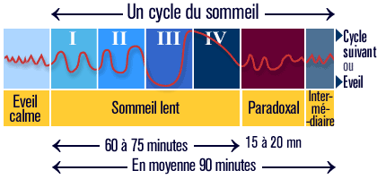 Organisation d'un cycle du sommeil